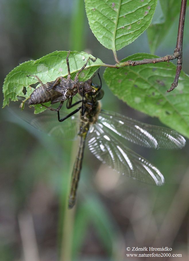 lesklice zelenavá, Somatochlora metallica, Corduliidae, Odonata (Vážky, Odonata)